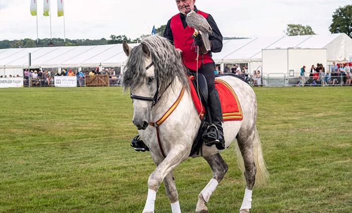 Falconry at Usk Show